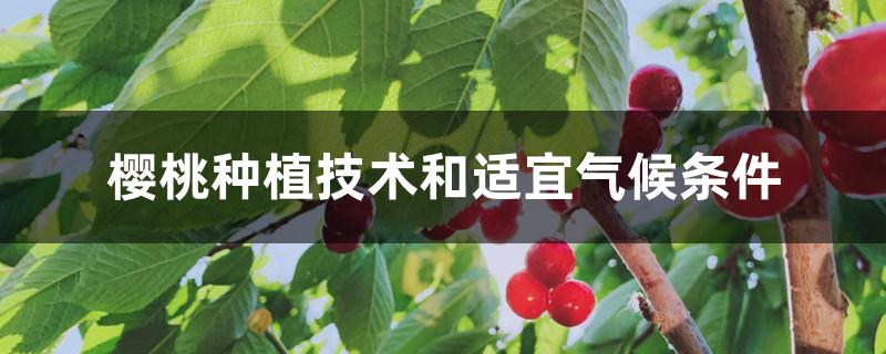 樱桃种植技术和适宜气候条件