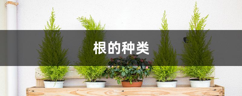 根的种类 根的种类