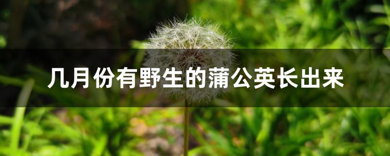 几月份有野生的蒲公英长出来