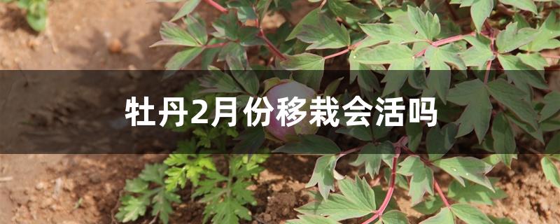 牡丹2月份移栽会活吗