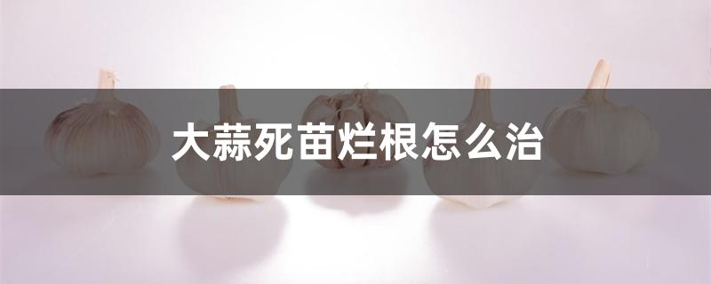 大蒜死苗烂根怎么治