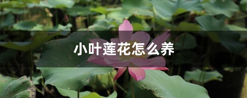 小叶莲花怎么养