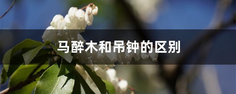 马醉木和吊钟的区别