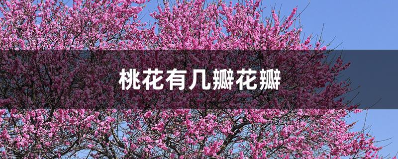 桃花有几瓣花瓣