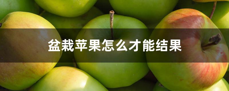 盆栽苹果怎么才能结果