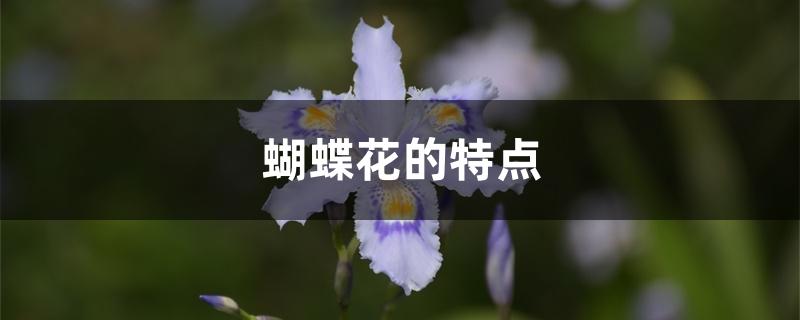 蝴蝶花的特点