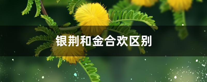 银荆和金合欢区别