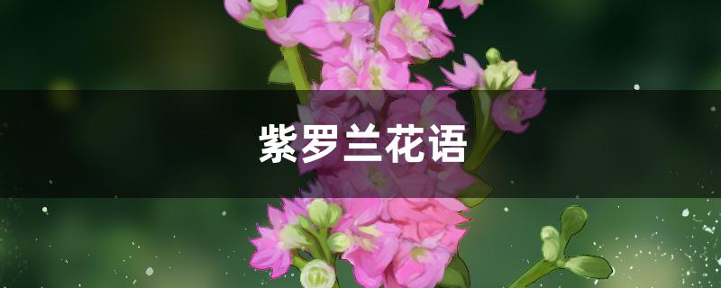 紫罗兰花语