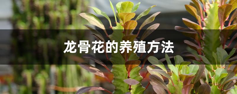 龙骨花的养殖方法