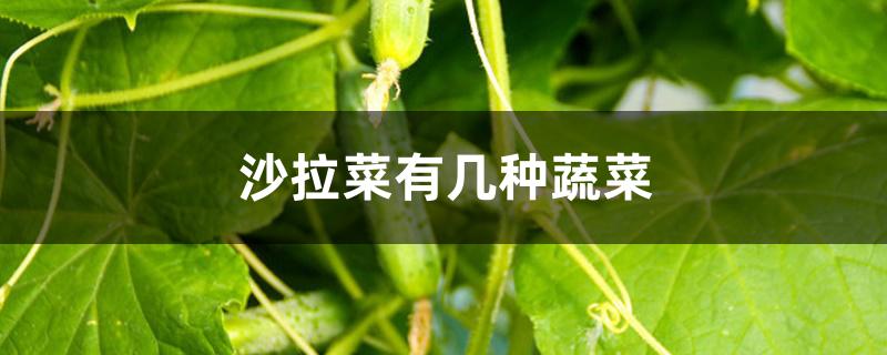 沙拉菜有几种蔬菜 沙拉菜有几种蔬菜