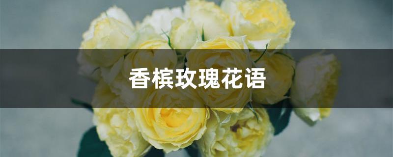 香槟玫瑰花语