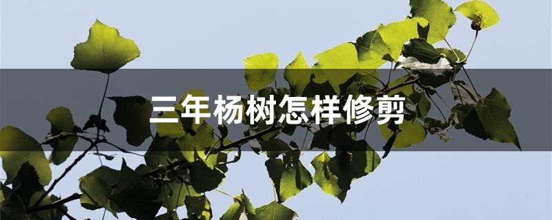 三年杨树怎样修剪