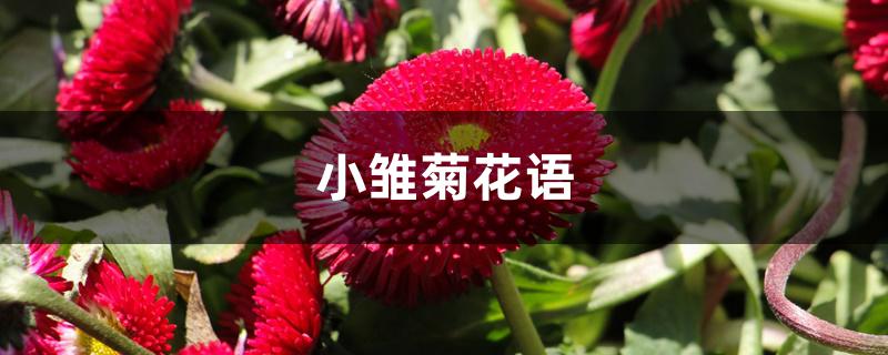 小雏菊花语