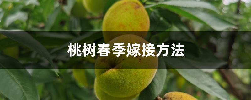 桃树春季嫁接方法