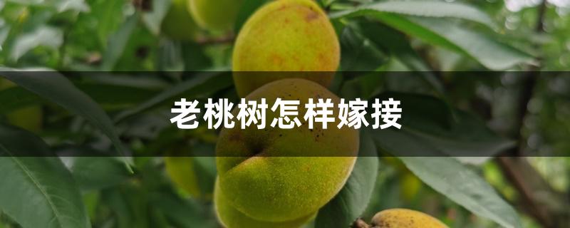 老桃树怎样嫁接