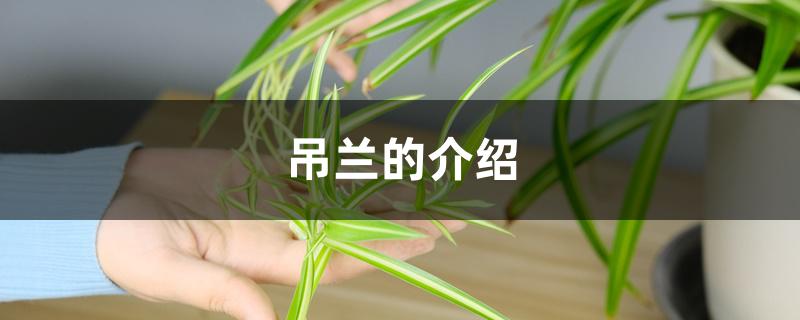 吊兰的介绍
