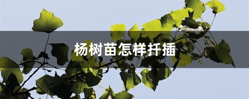 杨树苗怎样扦插