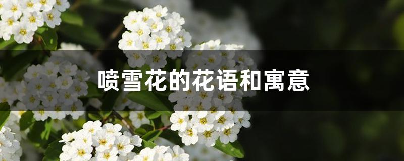 喷雪花的花语和寓意