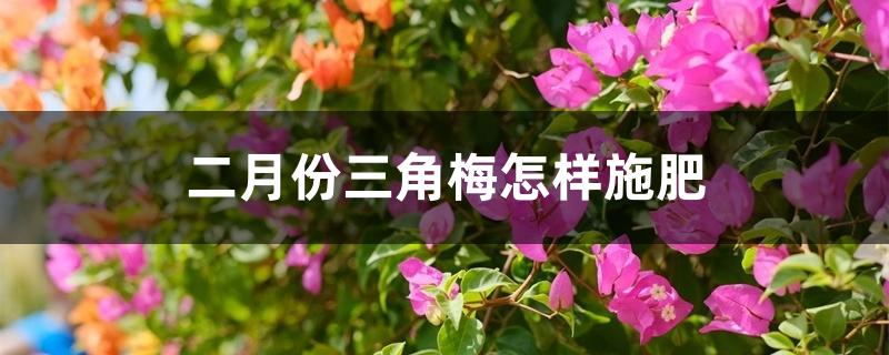 二月份三角梅怎样施肥