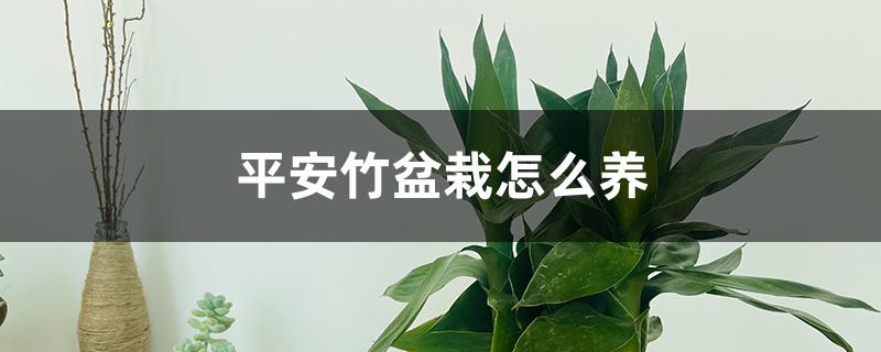 平安竹盆栽怎么养