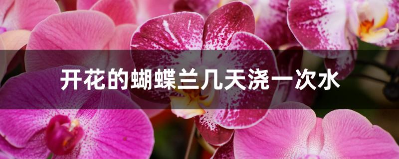 开花的蝴蝶兰几天浇一次水 开花的蝴蝶兰几天浇一次水