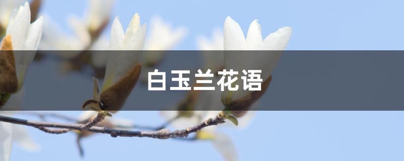 白玉兰花语