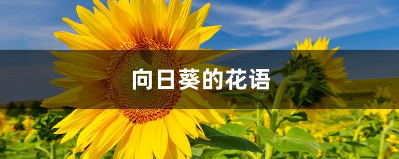 向日葵的花语