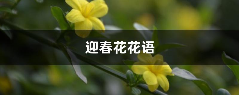 迎春花花语