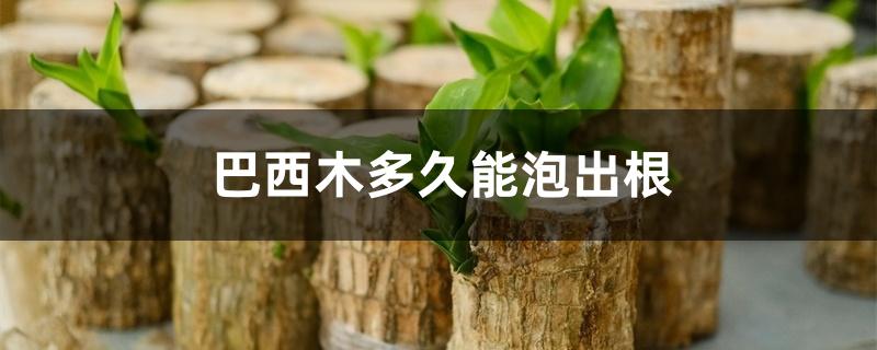 巴西木多久能泡出根