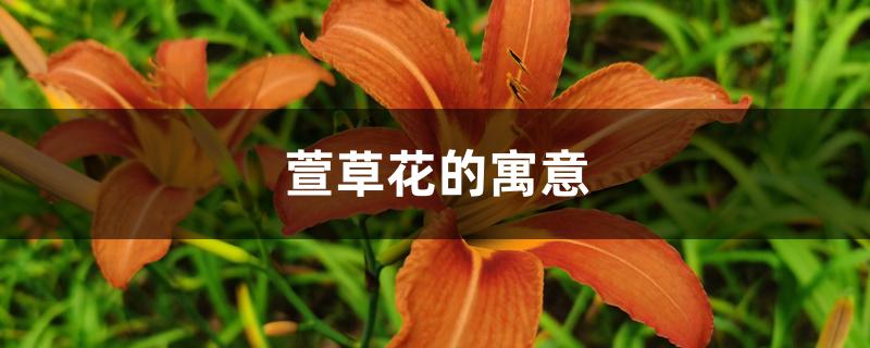 萱草花的寓意