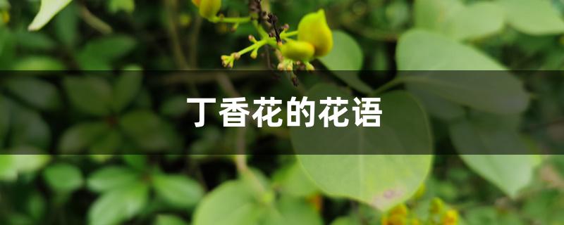 丁香花的花语