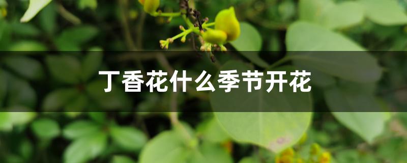 丁香花什么季节开花