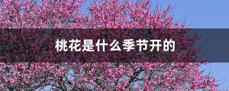 桃花是什么季节开的