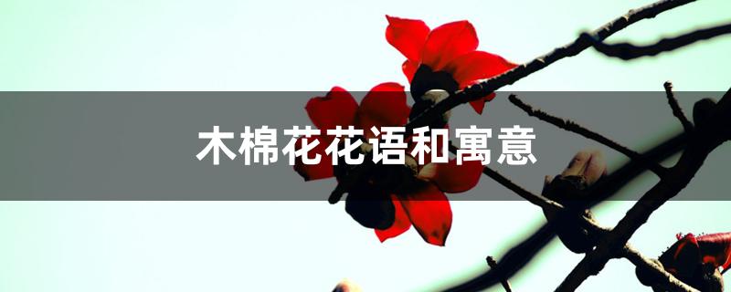 木棉花花语和寓意