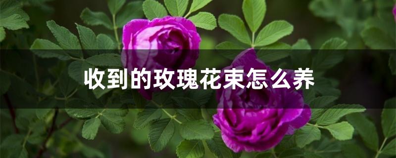 收到的玫瑰花束怎么养