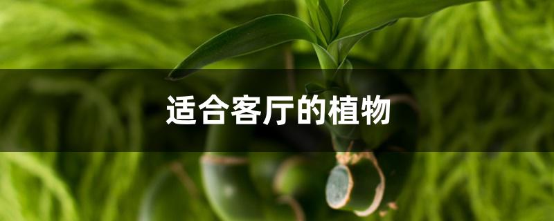 适合客厅的植物