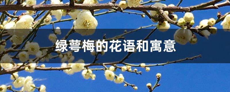 绿萼梅的花语和寓意