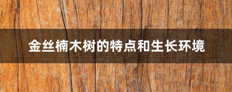 金丝楠木树的特点和生长环境