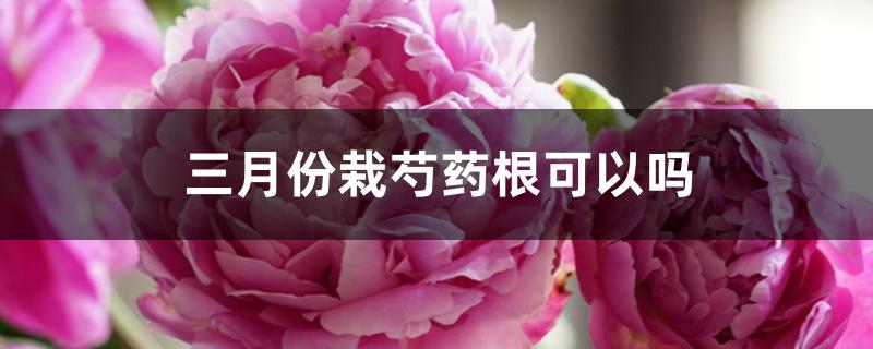 三月份栽芍药根可以吗