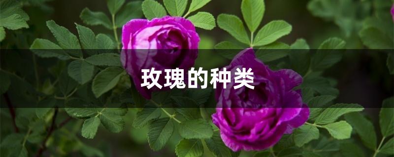 玫瑰的种类