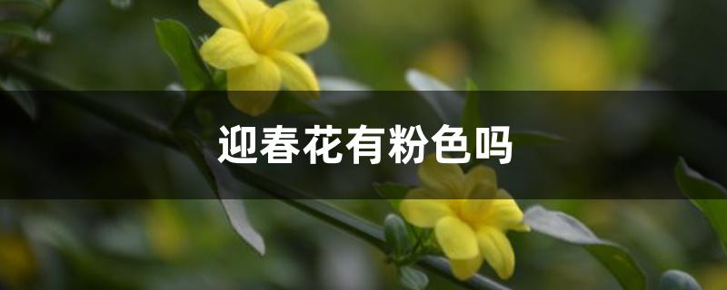 迎春花有粉色吗