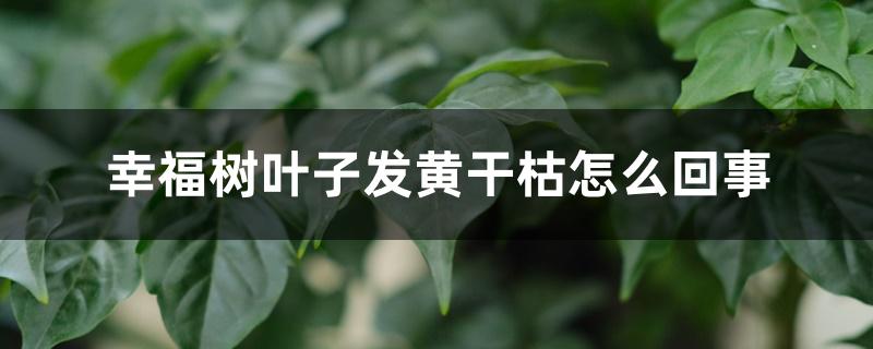 幸福树叶子发黄干枯怎么回事