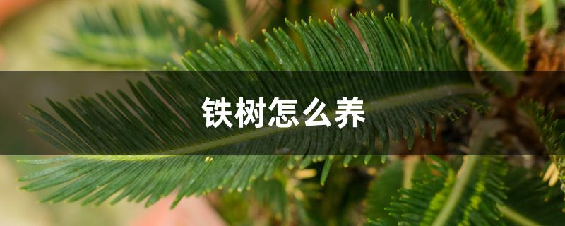 铁树怎么养