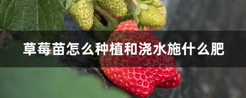 草莓苗怎么种植和浇水施什么肥