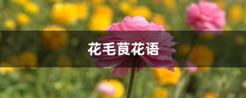 花毛茛花语