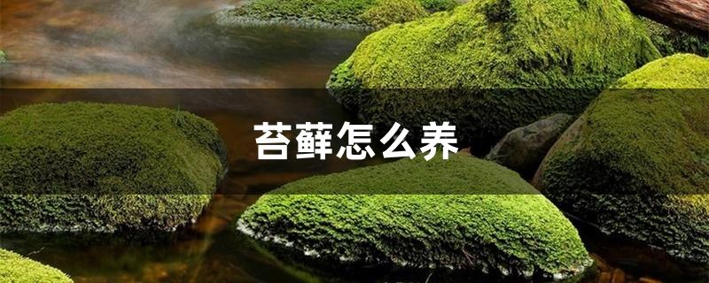 苔藓怎么养