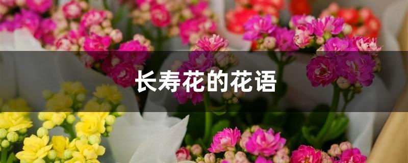 长寿花的花语