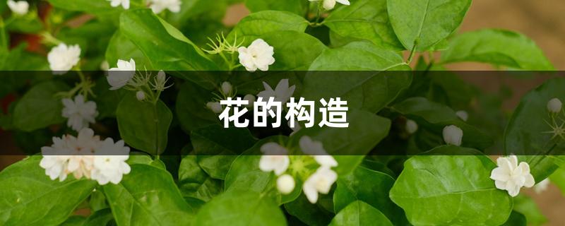 花的构造