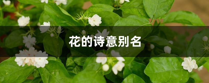 花的诗意别名