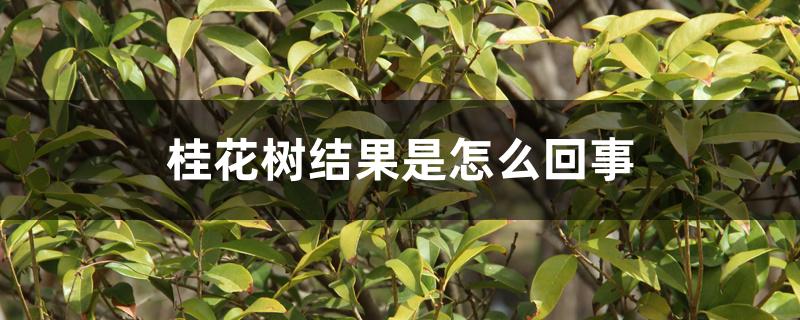 桂花树结果是怎么回事